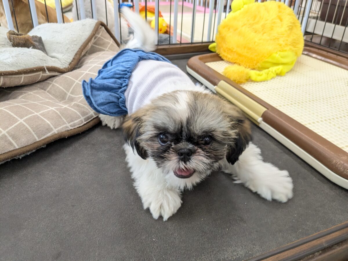 最新画像更新！！可愛さ最上級💖　シーズーの女のコ　2026/6/30撮影