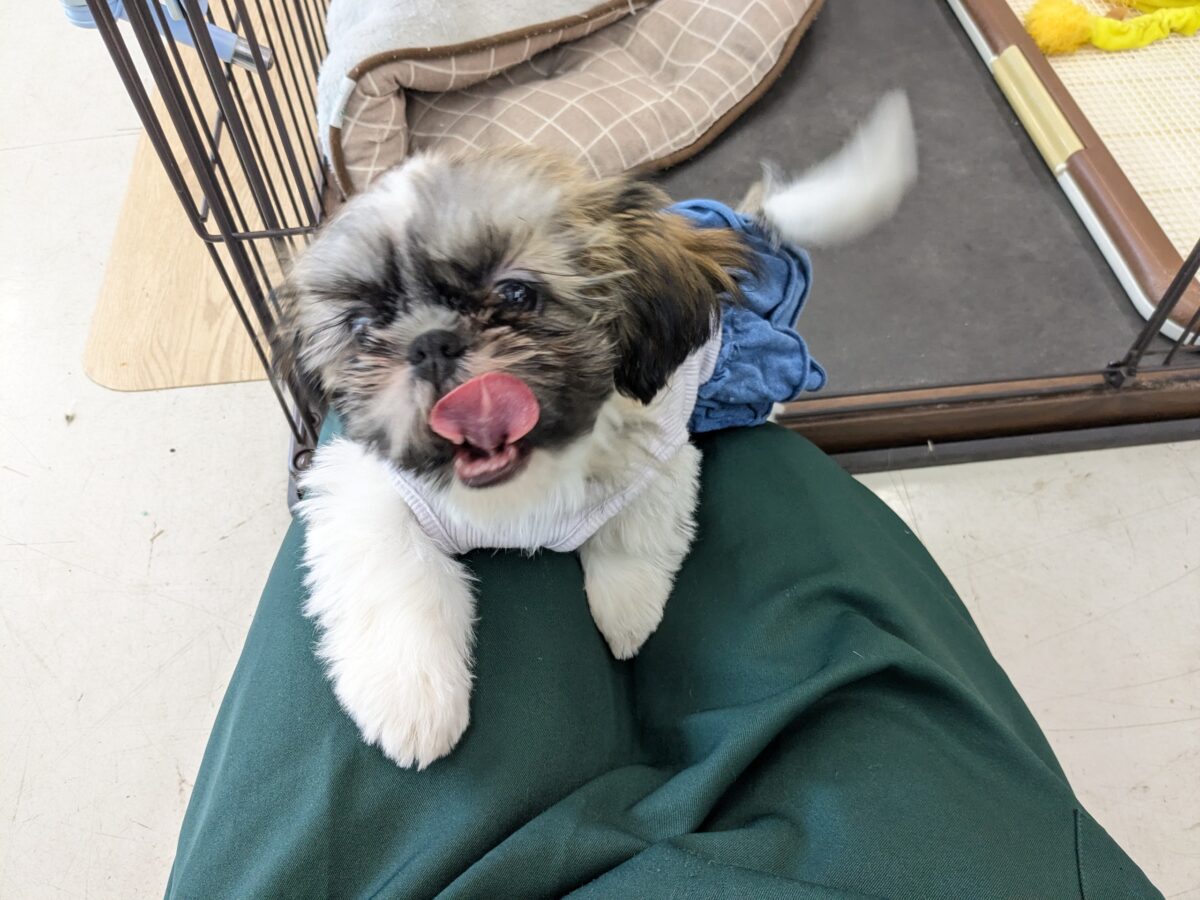 シーズー