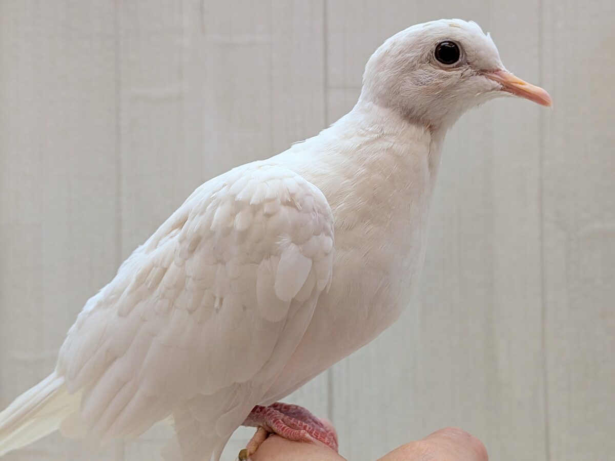 最新画像あります!純白ポッポー🎶本店久々入舎‼️ギンバト ギンバト