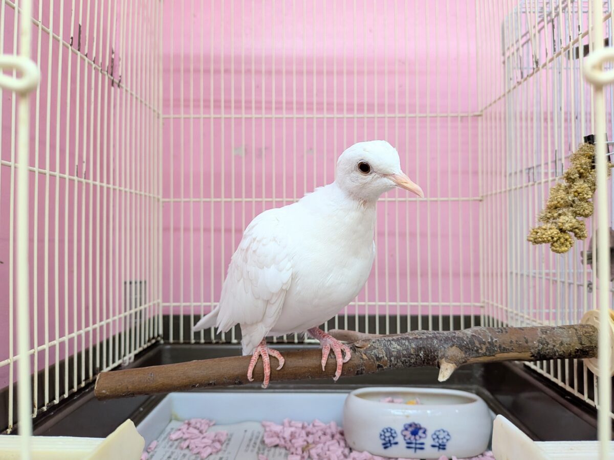最新画像あります!純白ポッポー🎶本店久々入舎‼️ギンバト ギンバト