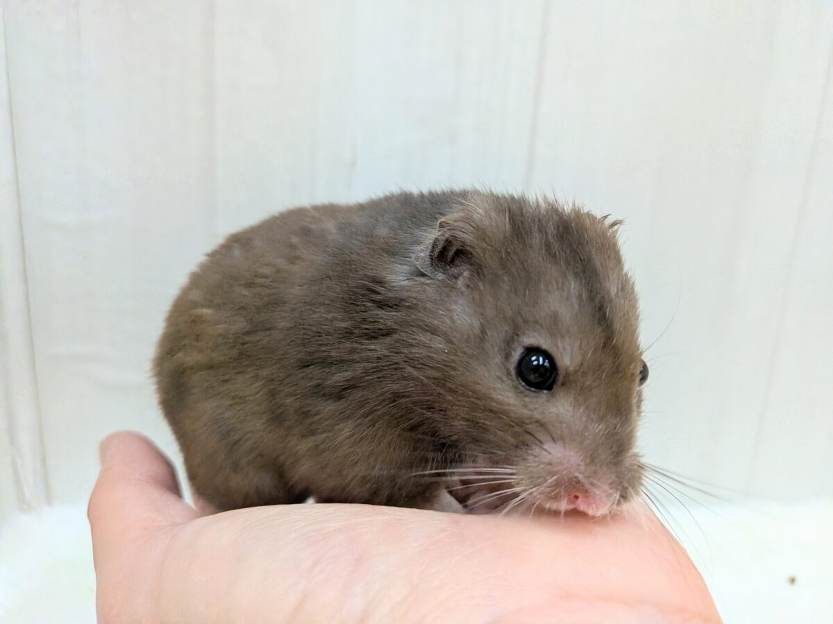 最新画像あります！ブルーグレー？チョコレート？オシャレ斑なカラーハムスターさん