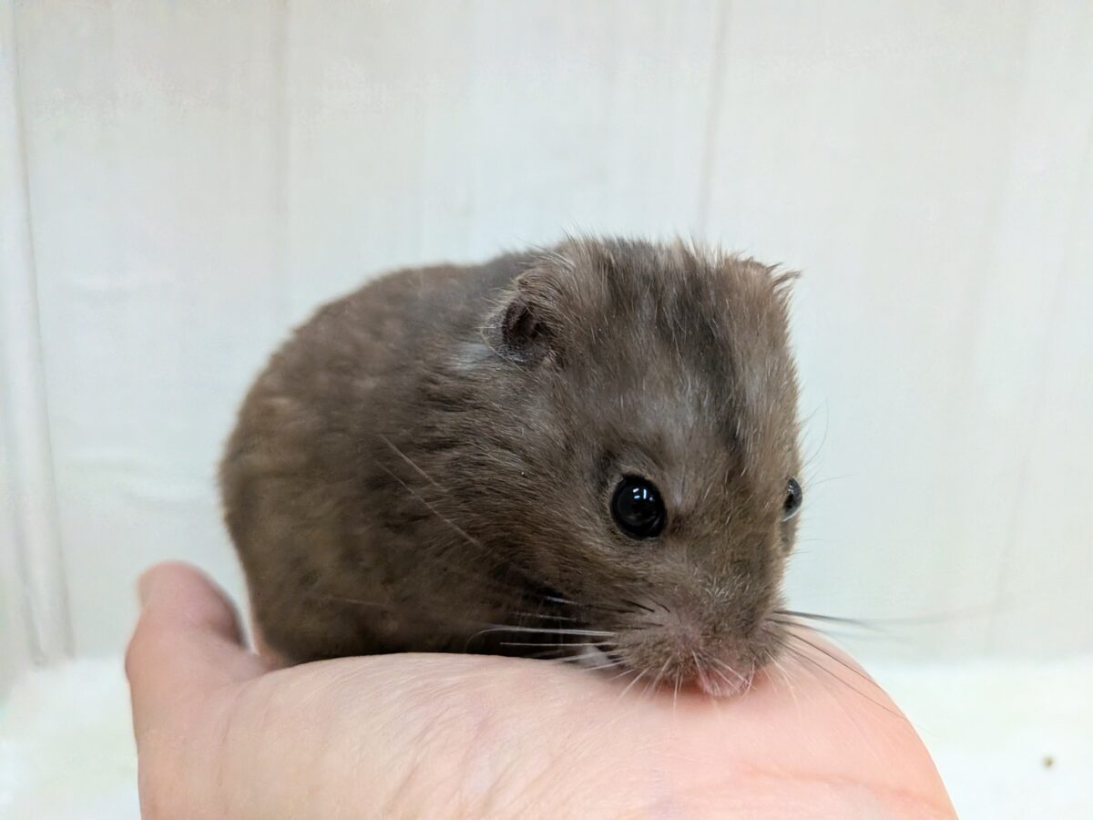 ゴールデンハムスター