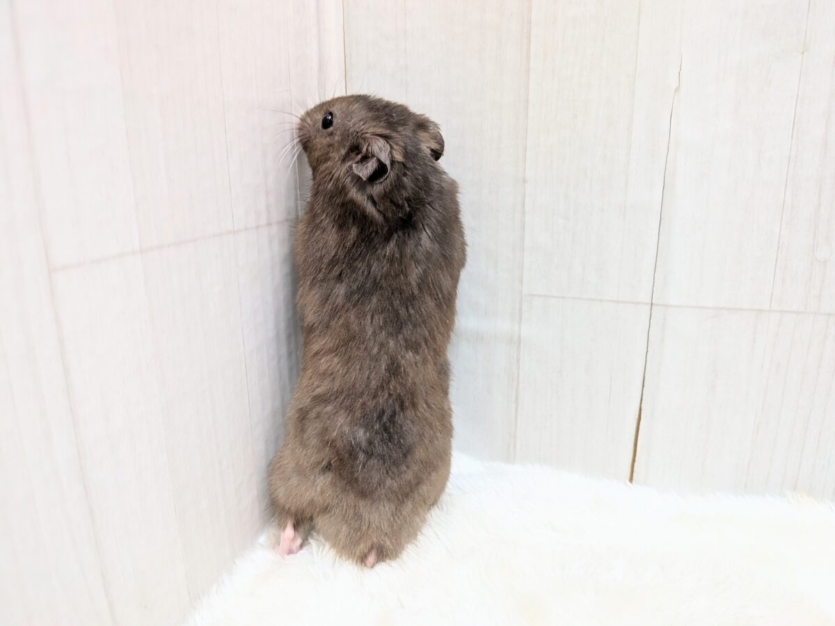 ゴールデンハムスター
