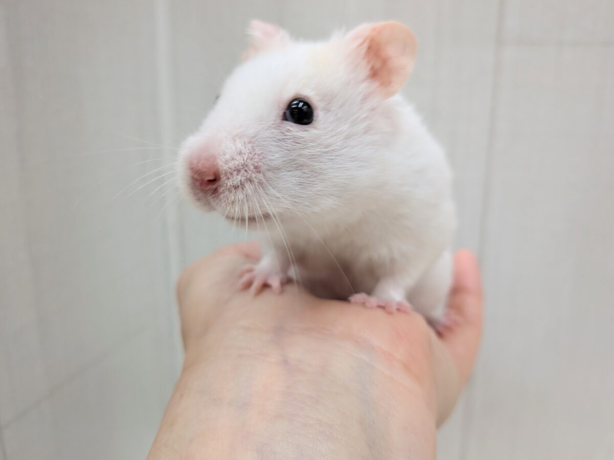 最新画像あります！もちもちおもち〜カラーハムスターさん