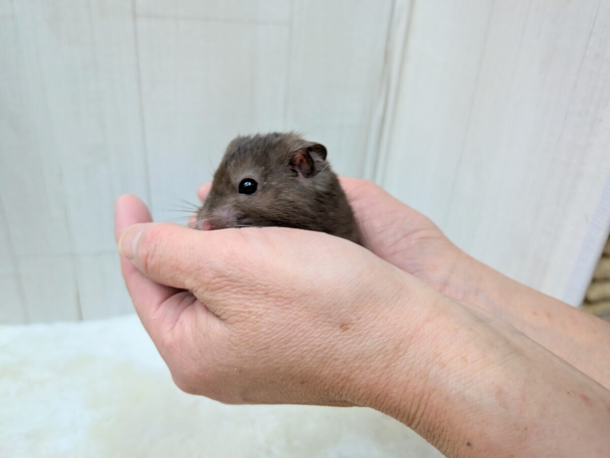 ゴールデンハムスター