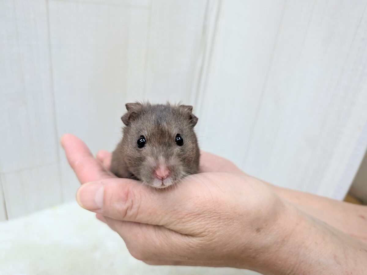ゴールデンハムスター