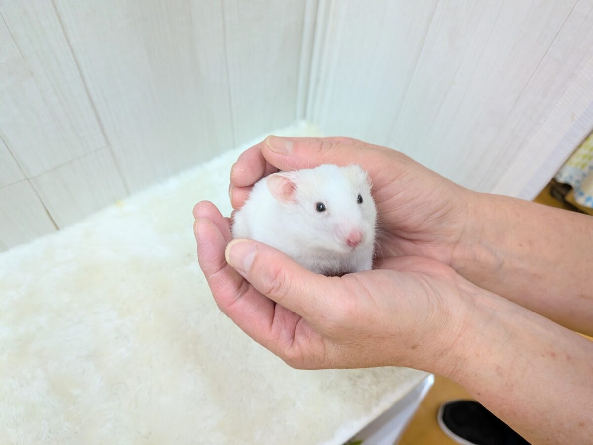 ゴールデンハムスター