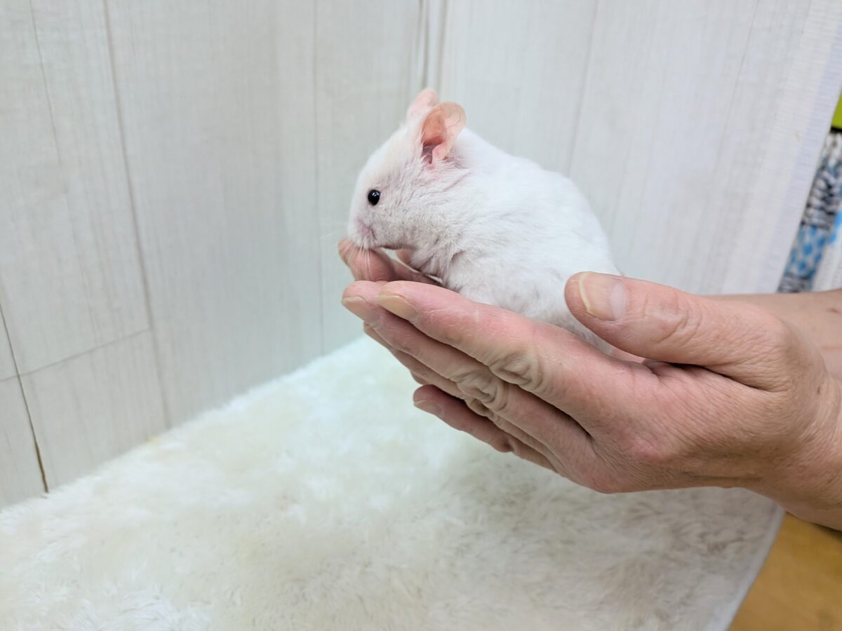 ゴールデンハムスター