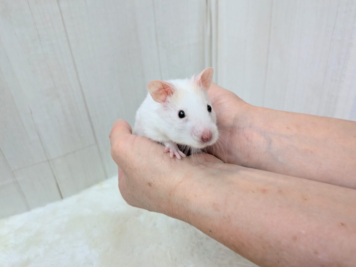 ゴールデンハムスター