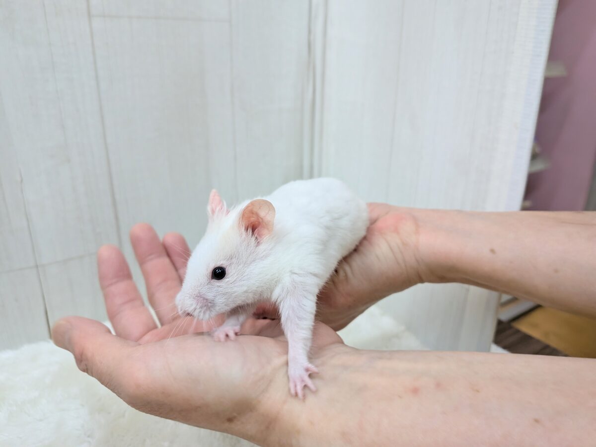 ゴールデンハムスター