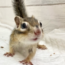 シマリス　男の子　おやつもごはんも大好き！