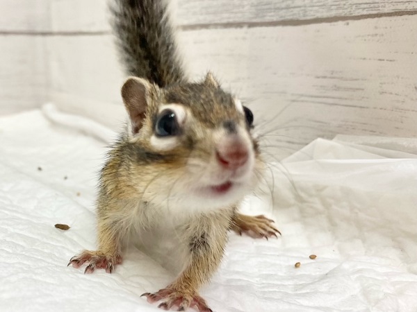 シマリス　男の子　おやつもごはんも大好き！
