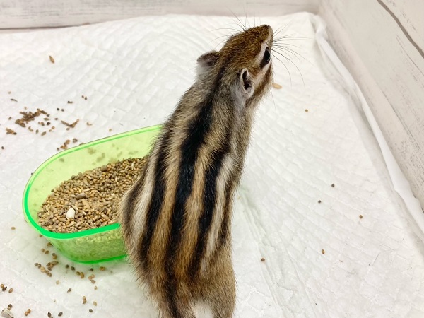 シマリス（ノーマル）