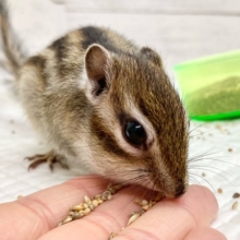 シマリス　男の子　抱っこもできるいい子です♪