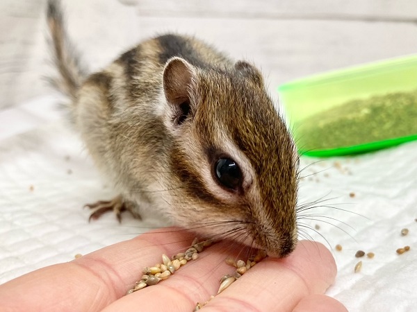 シマリス　男の子　抱っこもできるいい子です♪