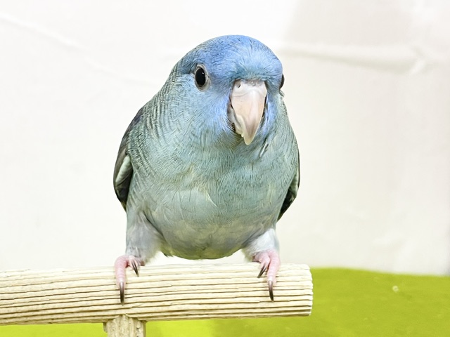 サザナミインコ