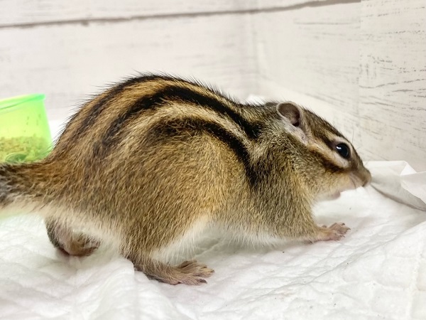 シマリス（ノーマル）