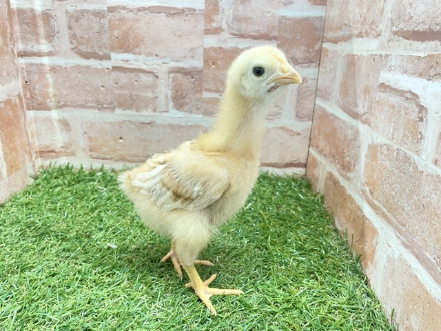 ピヨピヨ☆　ボリスブラウンのひよこちゃんたち💛　2026.6/5撮影