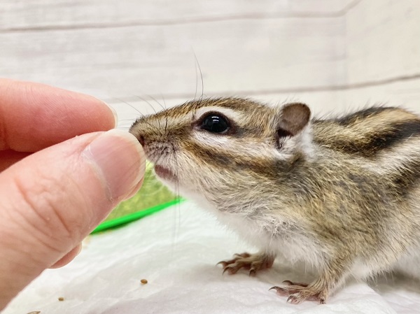 シマリス（ノーマル）