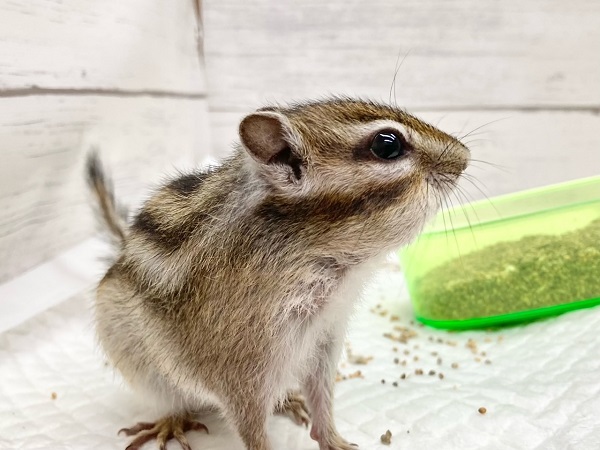 シマリス（ノーマル）