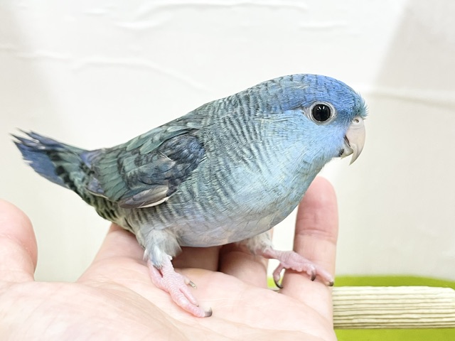 サザナミインコ