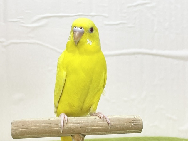 【最新画像更新】ひよこそっくり！？💛　ルチノカラーのセキセイちゃん🌟🌟