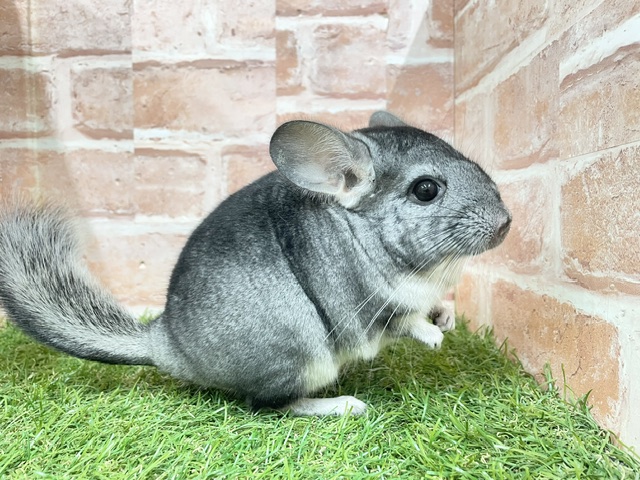 チンチラ