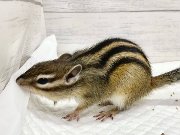シマリス（ノーマル）