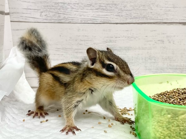 シマリス（ノーマル）