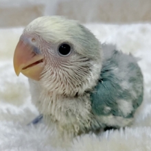 個性が出るカラーです😄✨　コザクラインコ（ブルーチェリーオパーリンパイド）