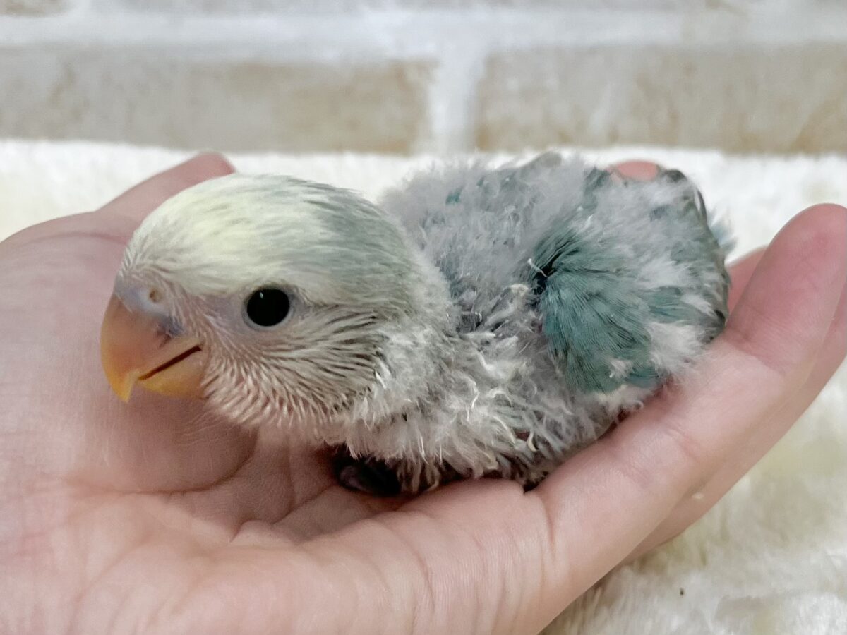 コザクラインコ（小桜インコ）