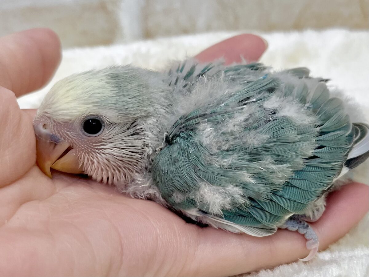 コザクラインコ（小桜インコ）
