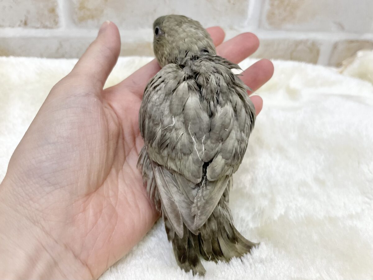 不思議なカラーです…💚😉✨ サザナミインコ(モーブスパングル) サザナミインコ