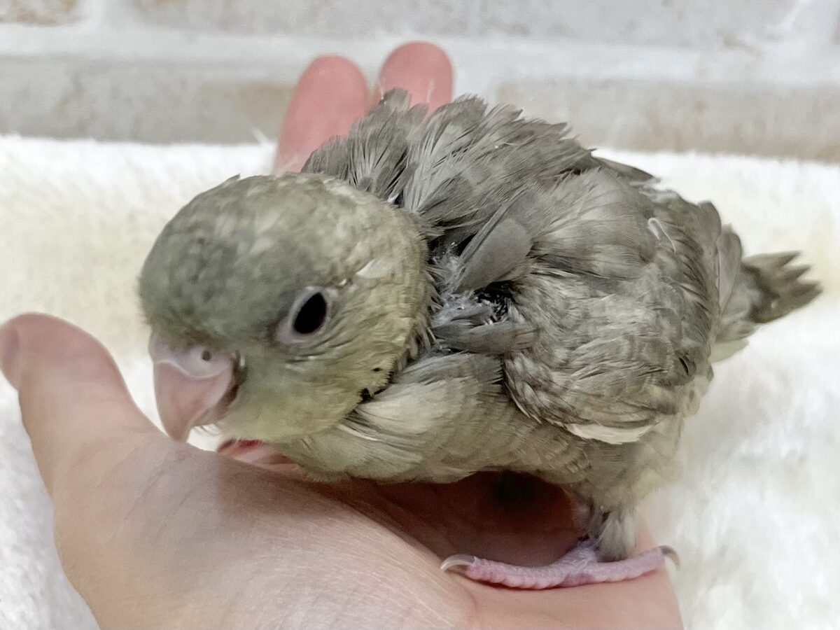 不思議なカラーです…💚😉✨ サザナミインコ(モーブスパングル) サザナミインコ