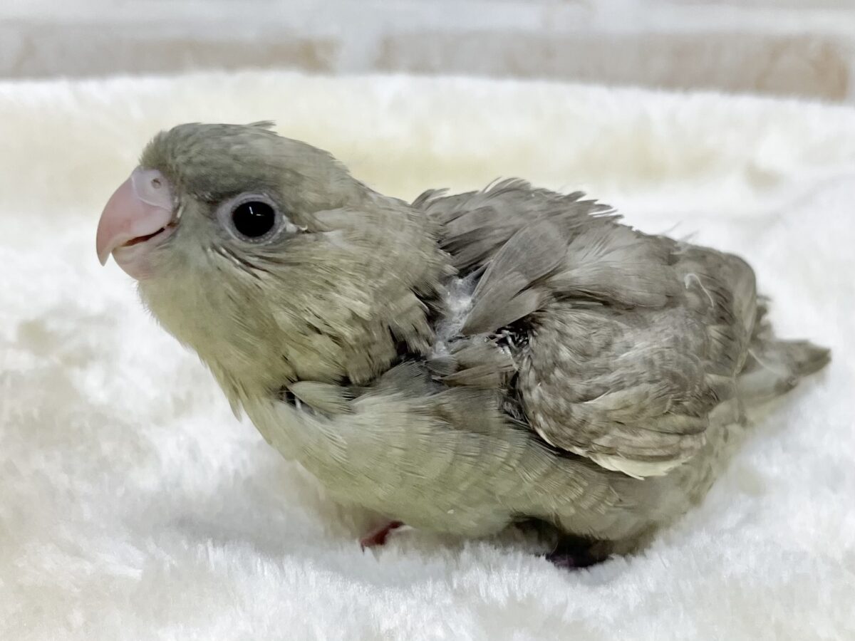不思議なカラーです…💚😉✨ サザナミインコ(モーブスパングル) サザナミインコ