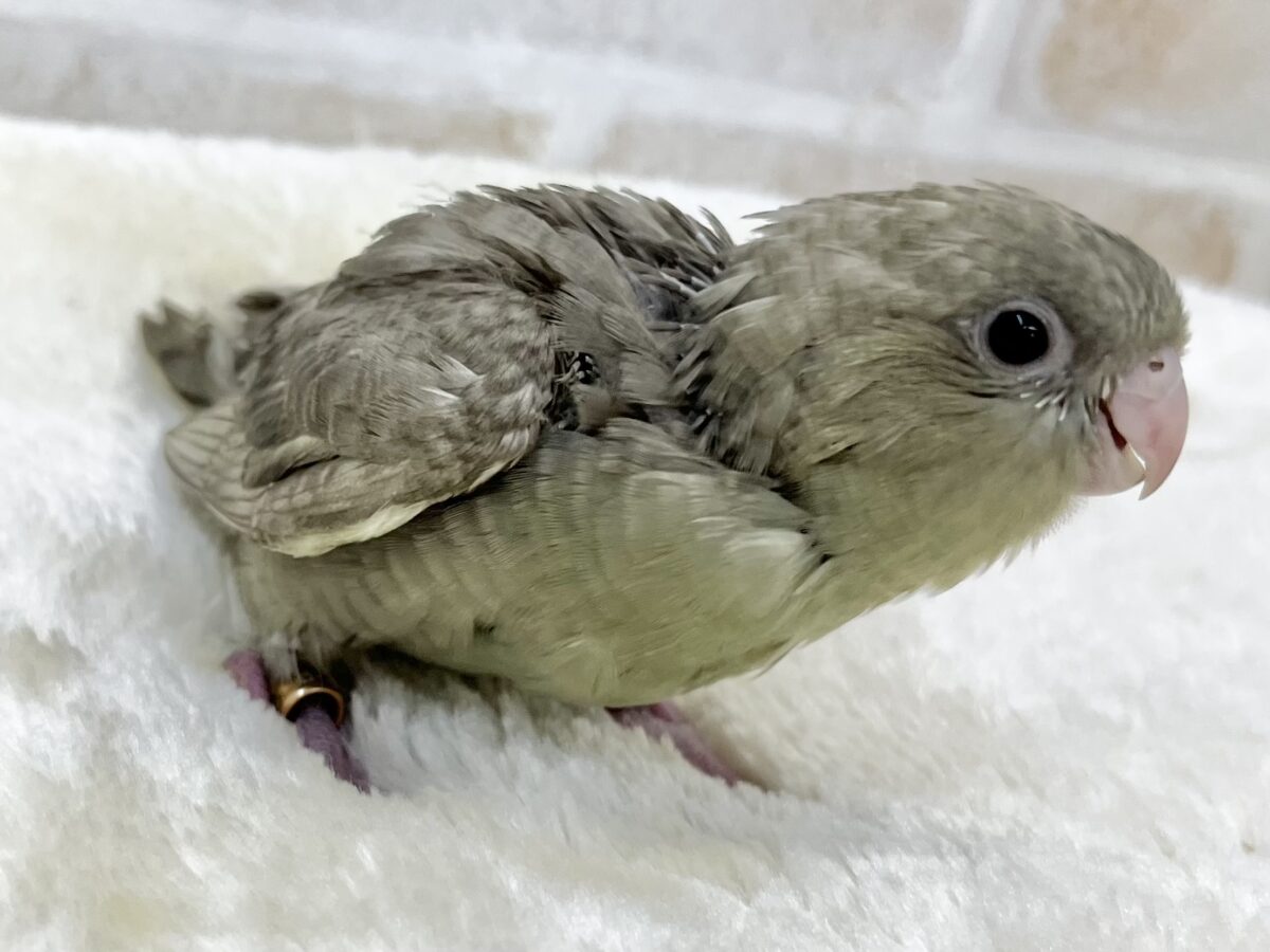 不思議なカラーです…💚😉✨ サザナミインコ(モーブスパングル) サザナミインコ
