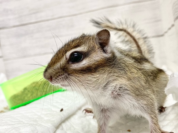 シマリス（ノーマル）