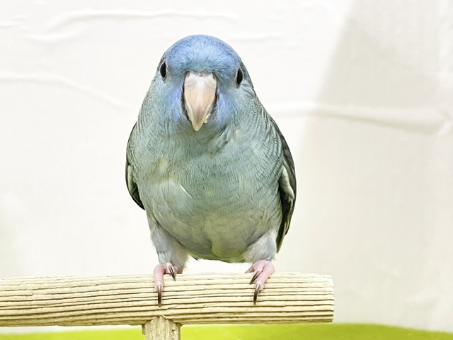 【最新画像更新】久々にブルーカラーのサザナミインコさんがやってきましたよ～💙💙💙