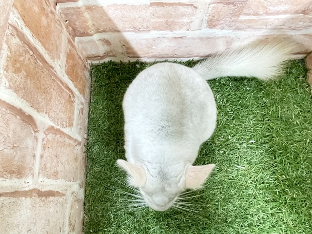 チンチラ
