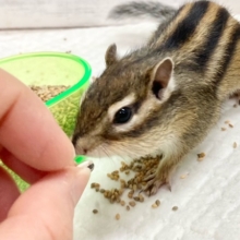 シマリス　女の子　すくすく成長中！活発な子です！