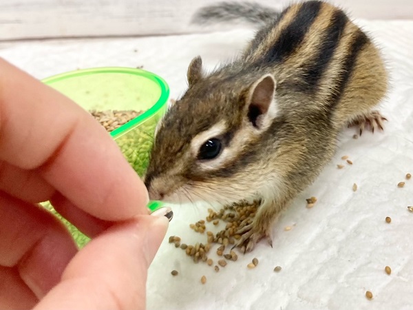 シマリス　女の子　すくすく成長中！活発な子です！
