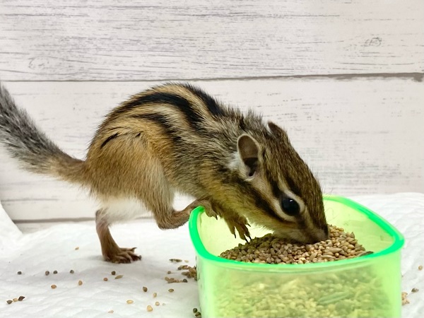 シマリス（ノーマル）