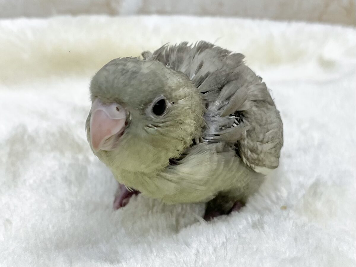 不思議なカラーです…💚😉✨ サザナミインコ(モーブスパングル) サザナミインコ