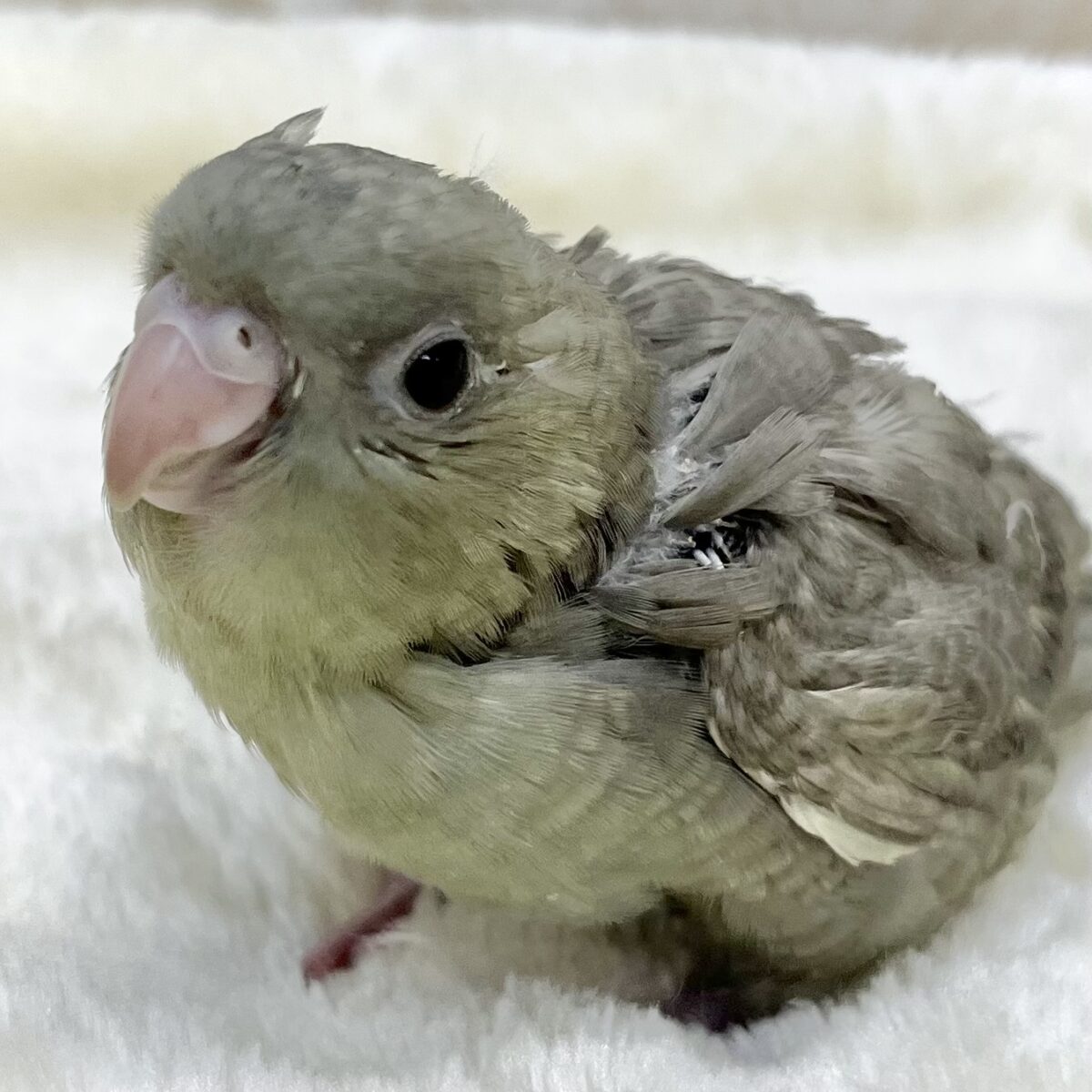 不思議なカラーです…💚😉✨ サザナミインコ(モーブスパングル) 不思議なカラーです…💚😉✨ サザナミインコ(モーブスパングル)