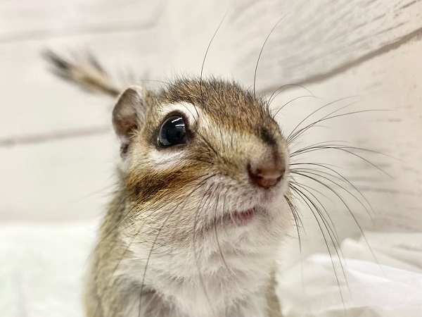シマリス（ノーマル）