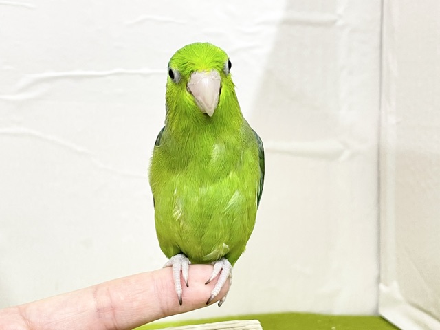 マメルリハ