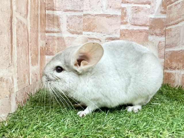 チンチラ