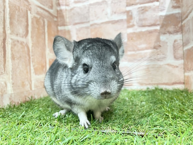 チンチラ