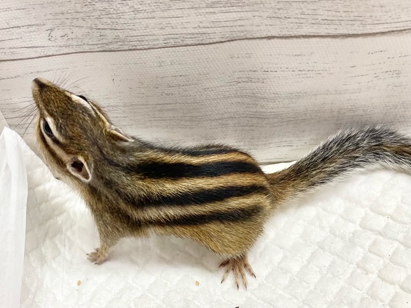 シマリス（ノーマル）