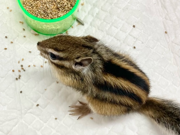 シマリス（ノーマル）